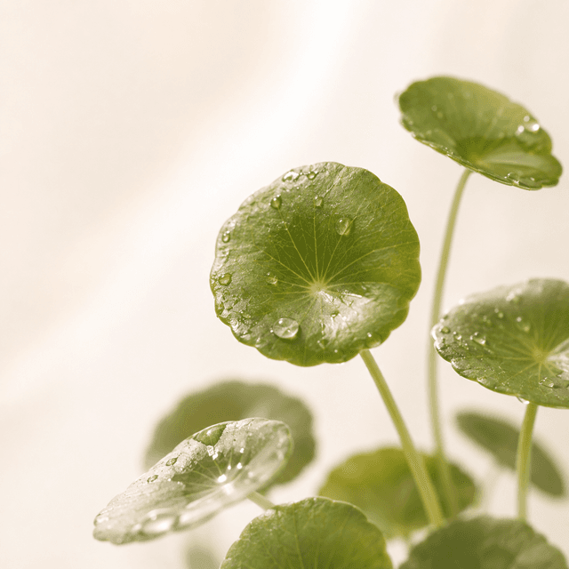 Centella Asiatica